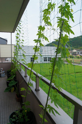 140704karashidane02_s.jpg