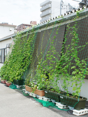 140709greencurtains01_s.jpg