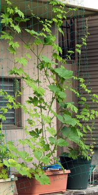 140722_kabocha.jpg