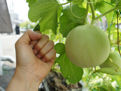 140722melon02_s.jpg