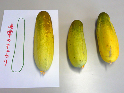 140804cucumber_s.jpg