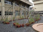 KOUYOU-06232013-3.jpeg