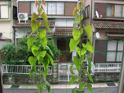 daisho04.jpg