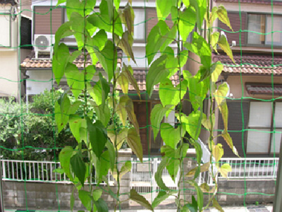 daisho08.jpg