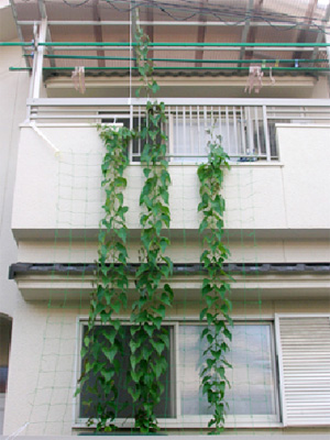 daisho09.jpg