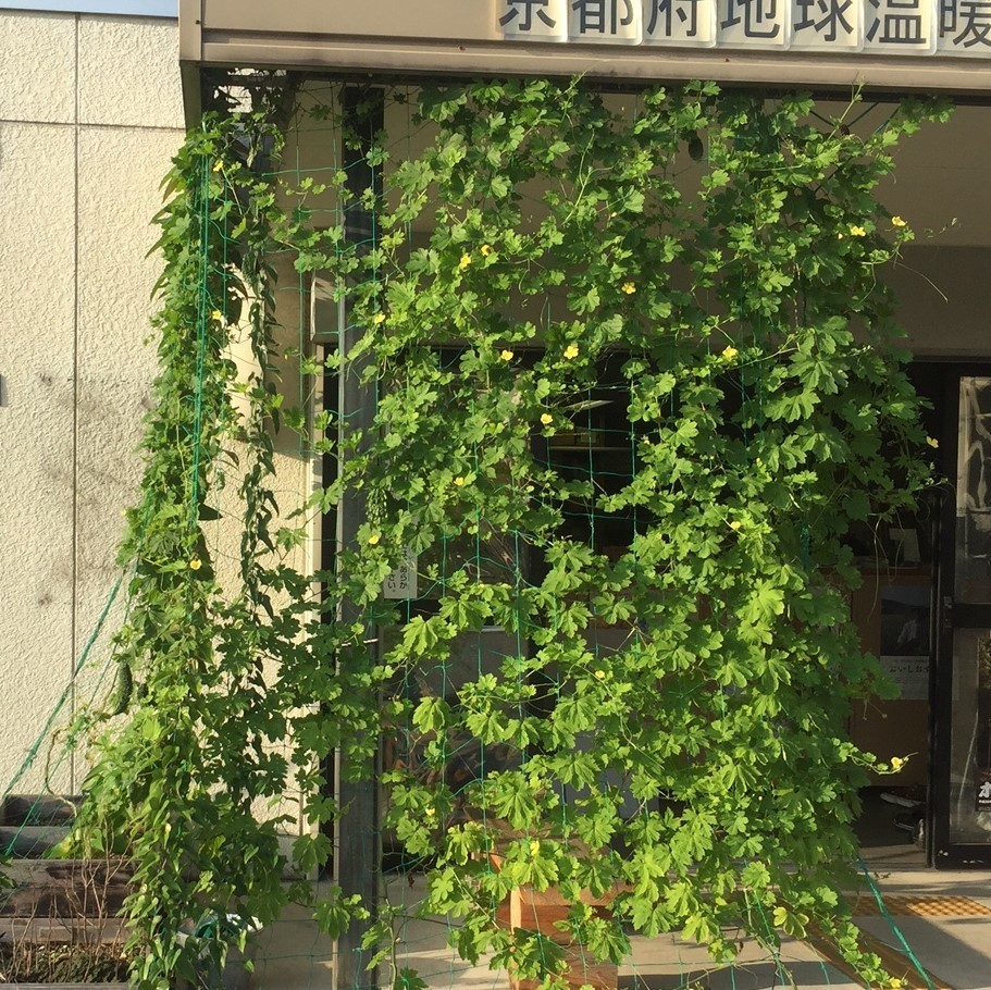 green1.JPG