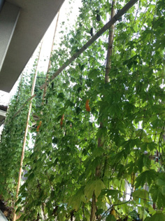 kouyou1208291.jpg