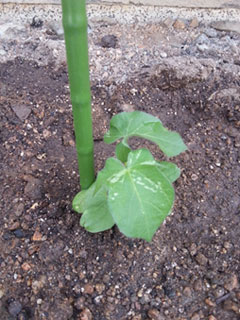 130517wazuka02.jpg