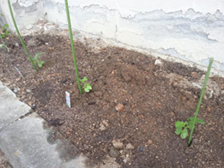 130517wazuka04.jpg