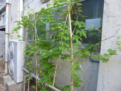 140820_econet03_s.jpg
